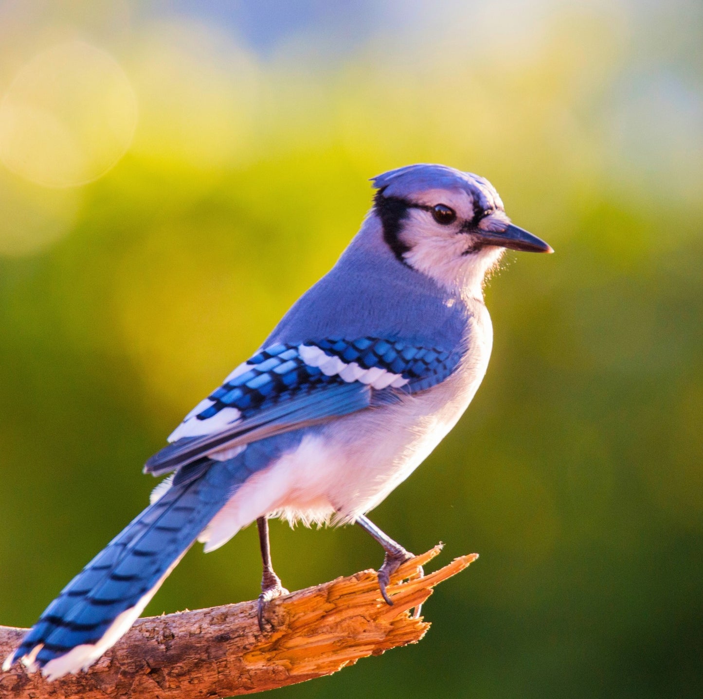 Blue Bird