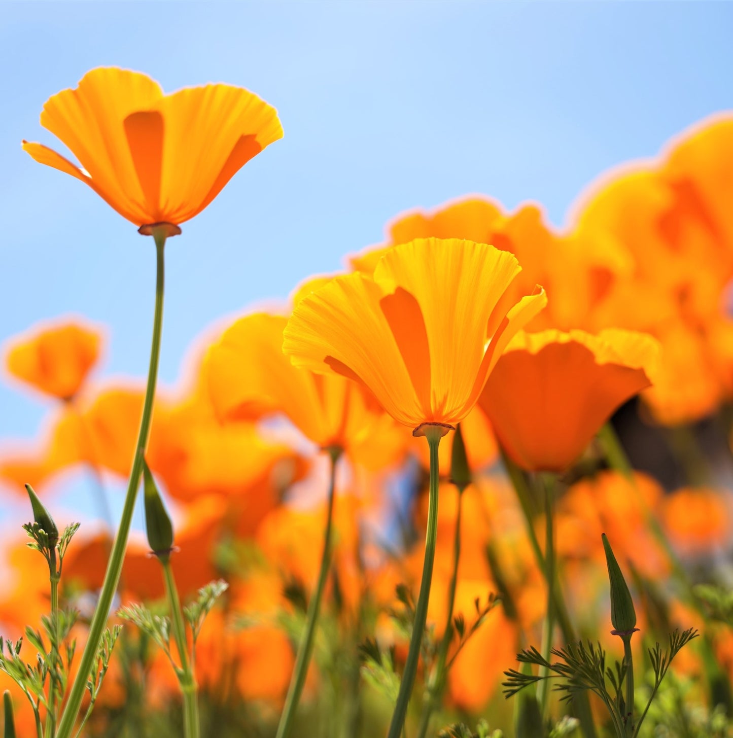 California Poppy