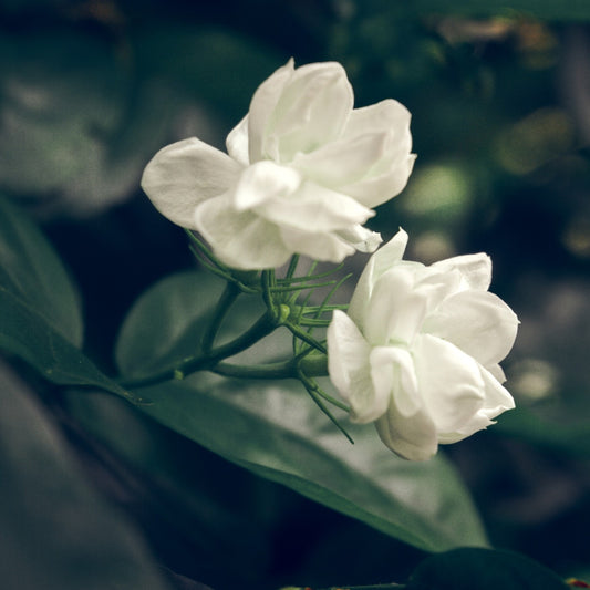 Fragancia ARABIAN JASMINE