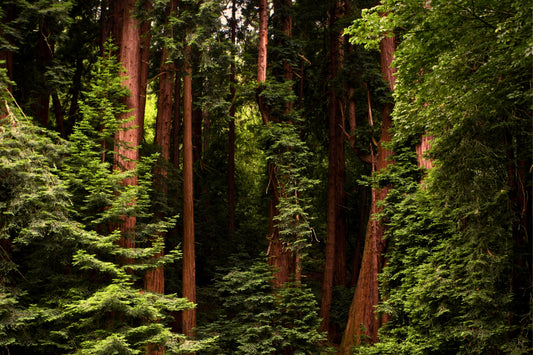 Fragancia BLACK FOREST (UFI free)