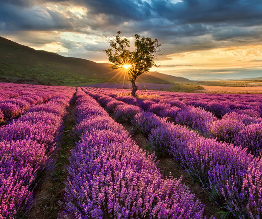Fragancia LAVENDER (NEW)