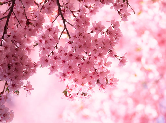 Fragancia SAKURA TREE