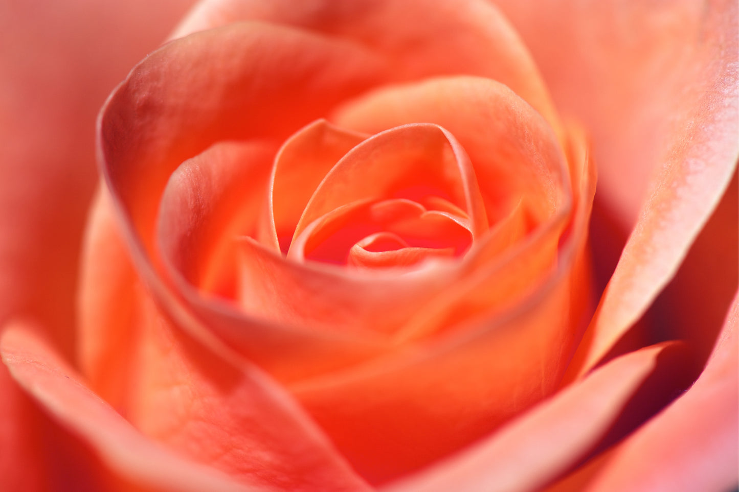 Fragancia SUN DRENCHED APRICOT & ROSE (UFI free)