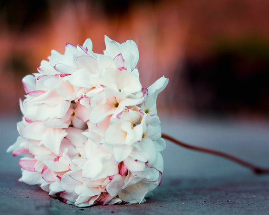 Andalusian Jasmine Fragrance Oil