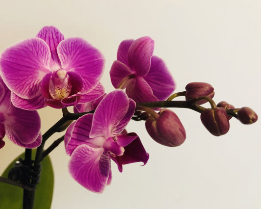 Fragancia BLACK ORCHID