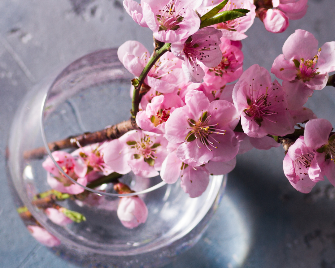 Fragancia SWEET CHERRY BLOSSOM