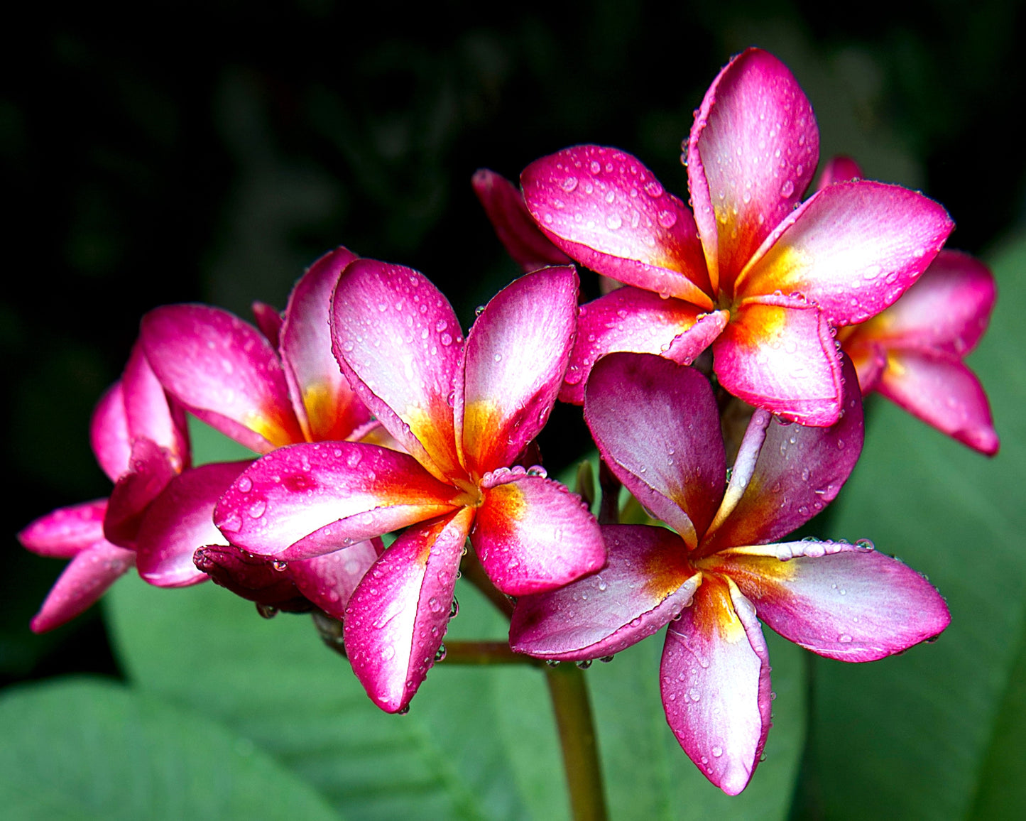 Élixir de fleurs Fragrance Oil