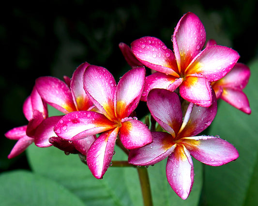 Élixir de fleurs Fragrance Oil