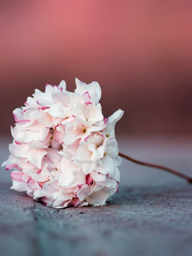 Fragancia ANDALUSIAN JASMINE