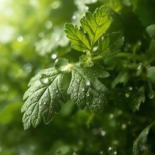 Fragancia Coriander Leaf Citrus Mist