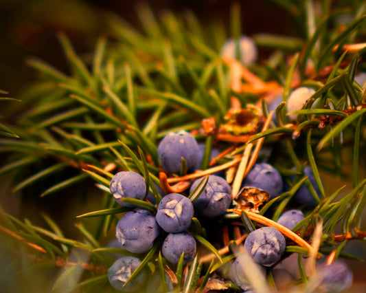 Fragancia JUNIPER FORESTWOOD