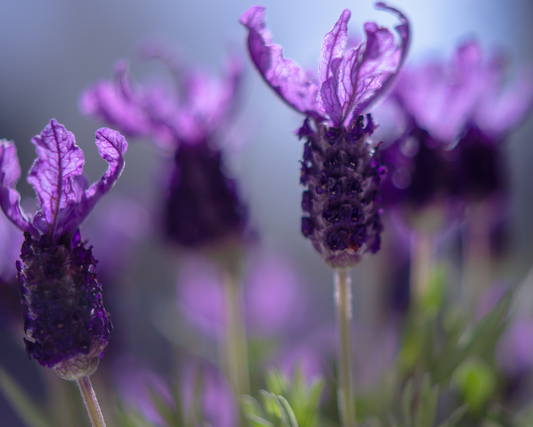 Fragancia LAVENDER BLOSSOM (NEW)