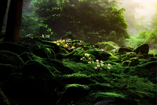 Rainy Forest & Wildflowers Fragrance Oil