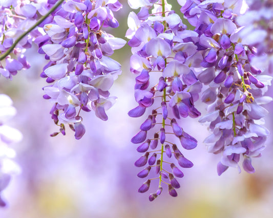 Fragancia THE WISTERIA GARDEN (LIQUIDACIÓN)